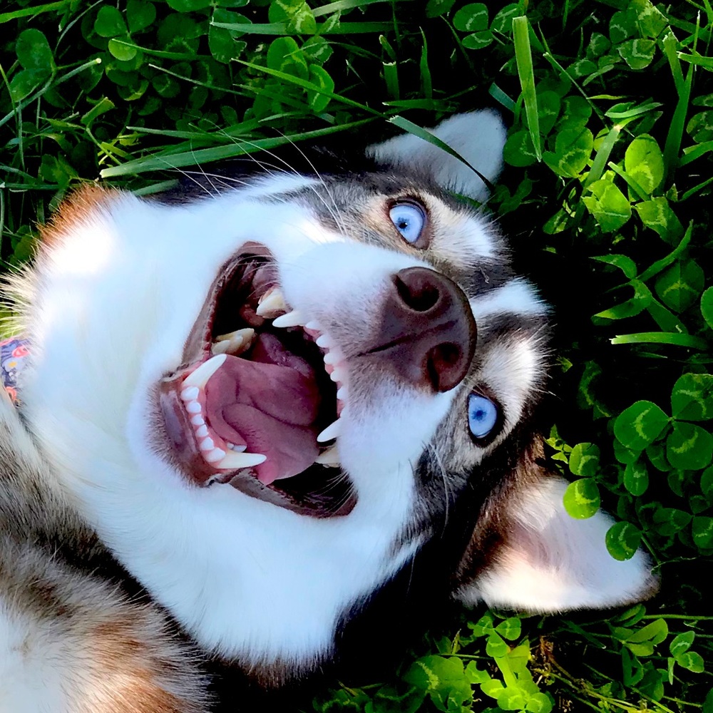 Meet your Posher, Jessika